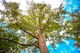 Reliable Pistakee Highlands, IL Tree Services Solutions