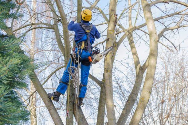 Best Tree Preservation Services  in Pistakee Highlands, IL