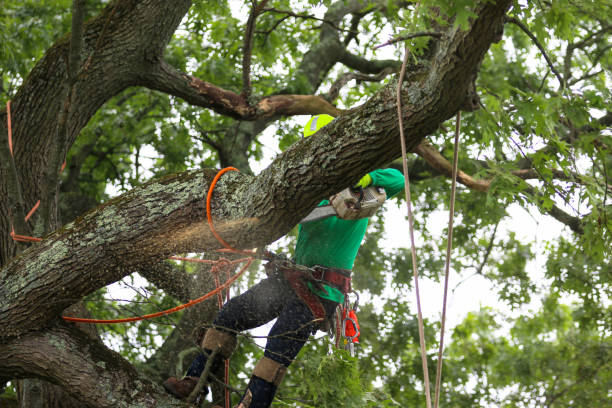 Tree and Shrub Care in Pistakee Highlands, IL