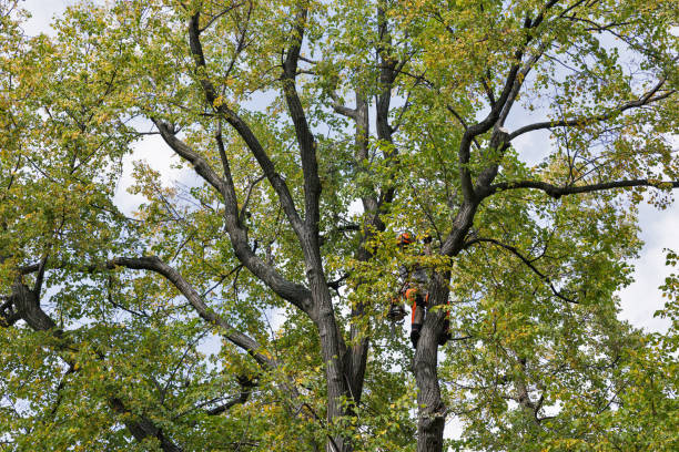 How Our Tree Care Process Works  in  Pistakee Highlands, IL